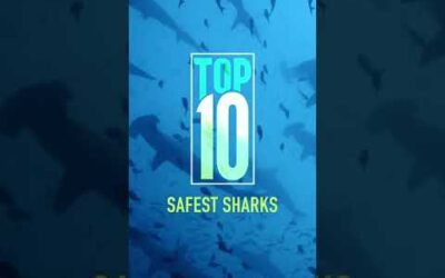 Get to know some of the most charming faces in the world of sharks. #SharkFest #Shorts