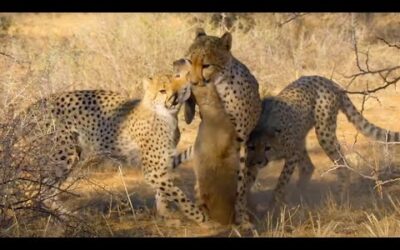 Cheetah Cubs Master Hunting ﻿|﻿ The Cheetah Family & Me | BBC Earth