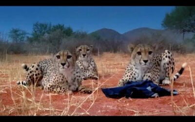 Three Playful Cheetahs, One Unlucky Cameraman ﻿|﻿ The Cheetah Family & Me | BBC Earth