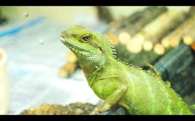 The Reality Behind Keeping Reptiles as Pets | Dan O’Neill Investigates | BBC Earth