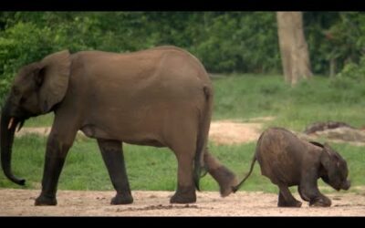 Disabled Baby Elephant Survives | Natural World Forest Elephants | BBC Earth