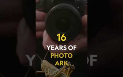 Today, the National Geographic #PhotoArk turns 16! #Shorts