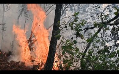 Battling To Save Mexico’s Cloud Forests From The Flame | BBC Earth Witness | BBC Earth