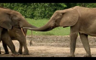 Elephant Family Reunion | Natural World: Forest Elephants | BBC Earth