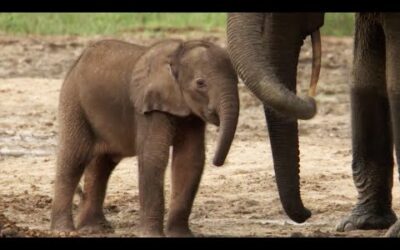 Lost Elephant Calf Cries Out For Mother | Natural World: Forest elephants | BBC Earth