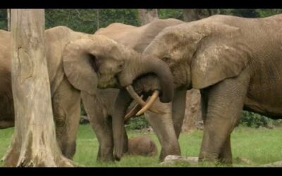 The Bull Elephant Playground | Natural World: Forest Elephants | BBC Earth