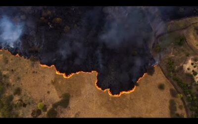 How Drones Are Helping Rescue Koalas From Forest Fires | BBC Earth Witness | BBC Earth