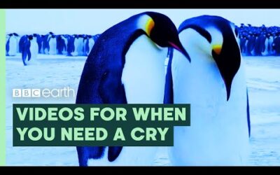 For When you Need a Good Cry | BBC Earth