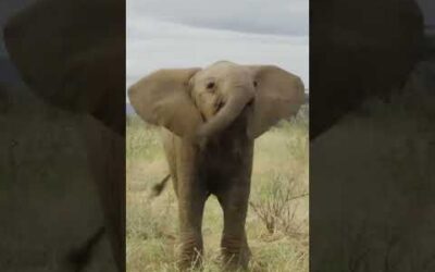 Baby Elephant’s First Steps 👣