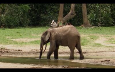 Protecting The Elephant Way Of Life | Natural World: Forest Elephants