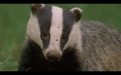 Underground Labyrinth Of Badgers | Natural World: Badgers Secrets Of The Sett | BBC Earth