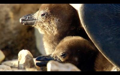 Rescuing Penguin Chicks In South Africa | BBC Earth Witness | BBC Earth