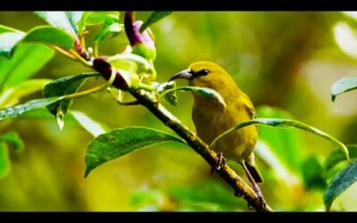 Saving Hawaii’s Birds from Avian Malaria | BBC Earth Witness | BBC Earth