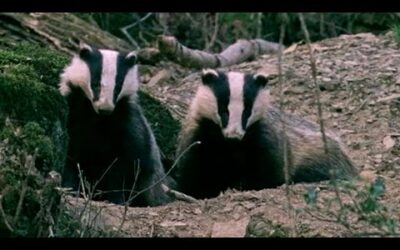 It’s a Badger Brawl | Natural World : Badgers Secrets Of The Sett | BBC Earth