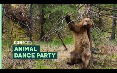 Boogie at an Animal Dance Party | BBC Earth