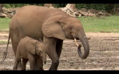 Welcome To The Elephant Oasis | Natural World Forest Elephants | BBC Earth