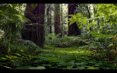 Soothing Forest Soundscapes | Our Green Planet | BBC Earth