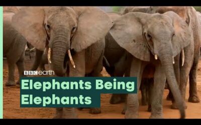 Elephants Being Elephants I BBC Earth