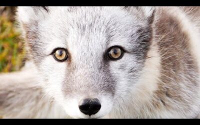 Saving the Arctic Fox | BBC Earth Witness | BBC Earth