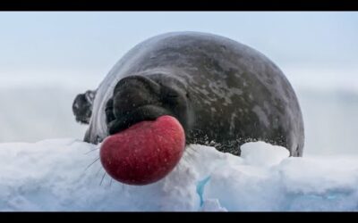 World’s Strangest Mating Technique I Frozen Planet II I BBC Earth