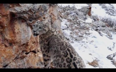 Chasing the Rare Snow Leopard I Behind the Scenes of Frozen Planet II