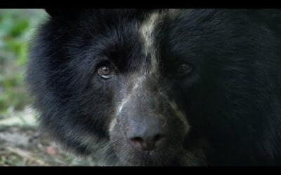 How Can Bees Save Bears? BBC Earth Witness I BBC Earth