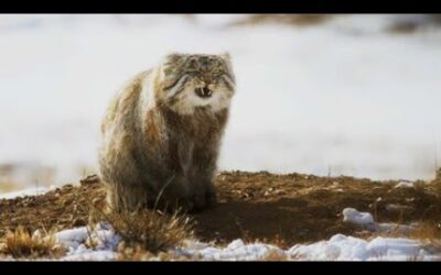 World’s Grumpiest Cat I Frozen Planet II I BBC Earth