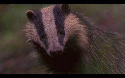 Are Badgers the Cleanest of Them All? | Natural World: Badgers Secrets of The Sett | BBC Earth