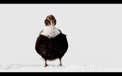 Eider Ducks Fight To Survive | Behind the Scenes of Frozen Planet II | BBC Earth