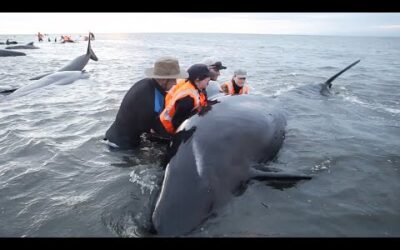 Can These Trapped Whales be Saved? I BBC Earth Witness I BBC Earth