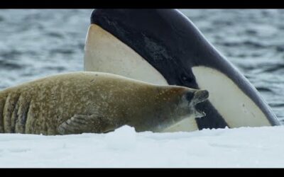 Killer Whales Extraordinary Hunting Technique | Frozen Planet II | BBC Earth