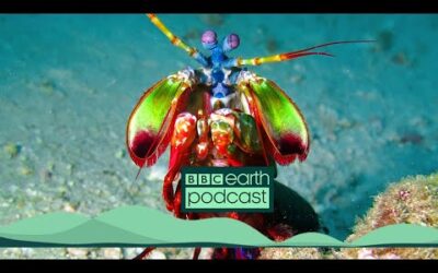 Are Superpowers Inspired By Animals ? | BBC Earth Podcast Full Episode | BBC Earth