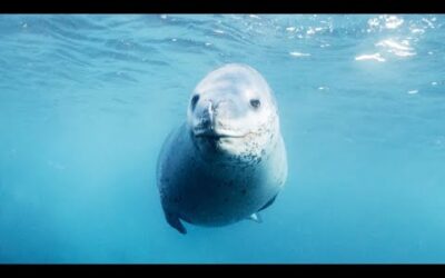 Filming in the Frozen World | Behind The Scenes Of Frozen Planet II | BBC Earth