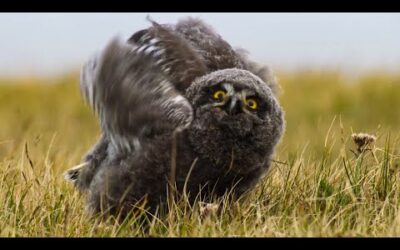 Fluffy Owl Chicks Learn to Fly | Frozen Planet II | BBC Earth