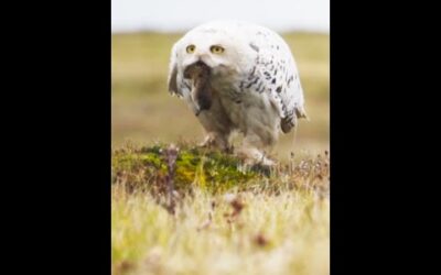 Nothing gets past a snowy owl 👀 #FrozenPlanet2