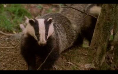 Lost Badger Cub Reunites With Family | Natural World: Badgers Secrets of The Sett | BBC Earth