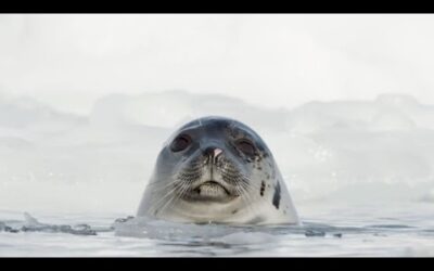 Harp Seal Pups are Losing their Homes I Our Frozen Planet I BBC Earth