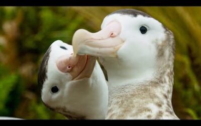 Male albatrosses pair for life | Frozen Planet II | BBC Earth