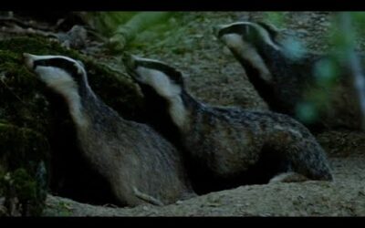 Cute Badgers Shelter from Fireworks I Natural World: Badgers Secrets Of The Sett | BBC Earth