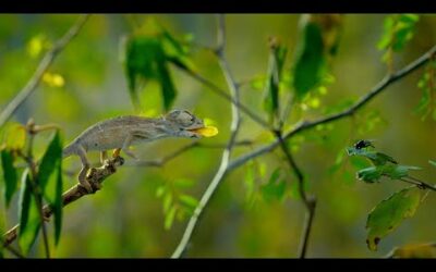 A Chameleons Race Against Time | Earth’s Tropical Islands | BBC Earth