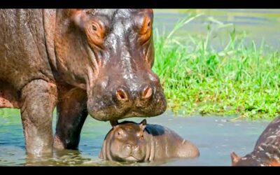 Incredible Animal Parents | BBC Earth