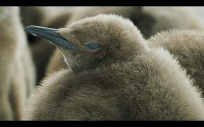 King Penguins and Melting Glaciers I Our Frozen Planet I BBC Earth