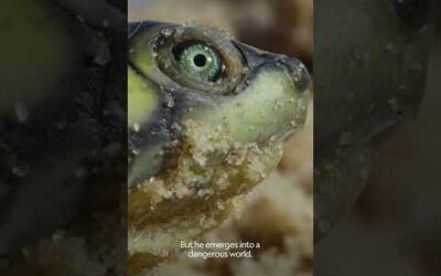 Thousands of baby sea turtles hatch on the beach! #SeaTurtles #BabyAnimals #shorts