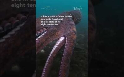 Giant Pacific Octopus 101 #shorts