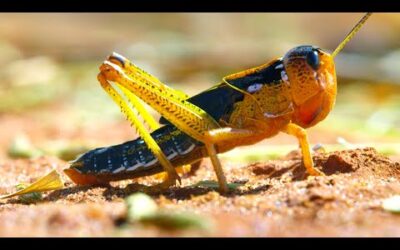 Locust Plague Devours 40,000 Tonnes of Vegetation | Earth’s Tropical Islands | BBC Earth