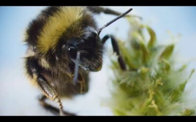 Are Arctic Bees in Trouble? I Our Frozen Planet I BBC Earth