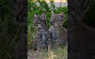 Baby bobcat cuteness overload 🥹 #shorts