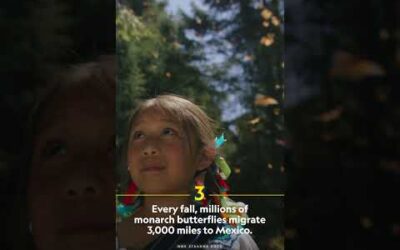 Millions of monarch butterflies take to the sky #shorts