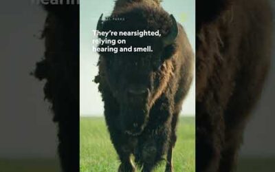 Noted: Do not challenge a bison to a footrace. #shorts