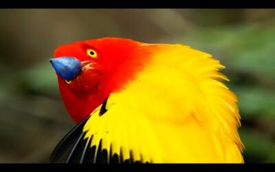 Fascinating Colours of the Animal Kingdom I BBC Earth